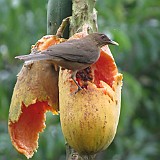 cay colored robin (costa rica's national bird)